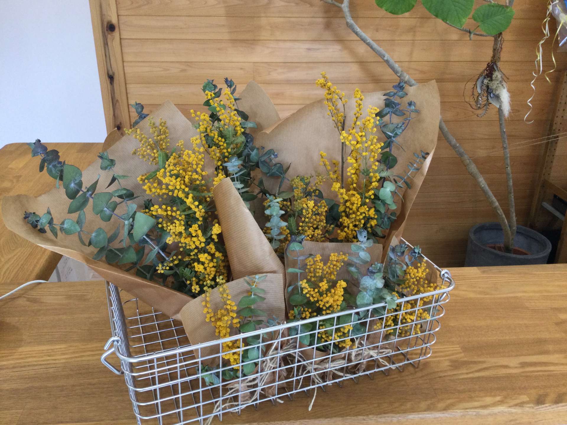 【和歌山市の整体院】3月8日はミモザの花を配らせて頂いてます。